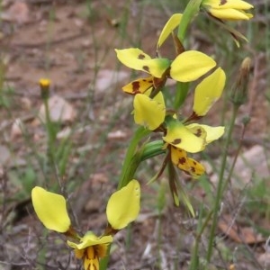 Diuris sulphurea at Theodore, ACT - suppressed