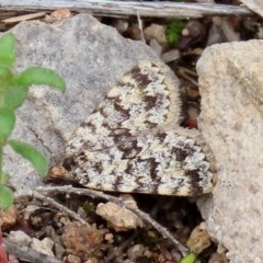 Dichromodes disputata (Scaled Heath Moth) at Theodore, ACT - 27 Oct 2020 by owenh