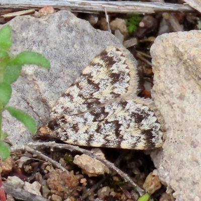 Dichromodes disputata (Scaled Heath Moth) at Theodore, ACT - 27 Oct 2020 by Owen