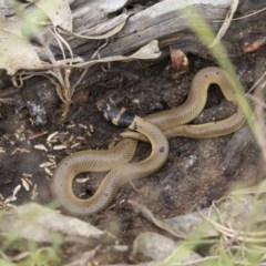 Pseudonaja textilis (Eastern Brown Snake) at Hawker, ACT - 27 Oct 2020 by AlisonMilton