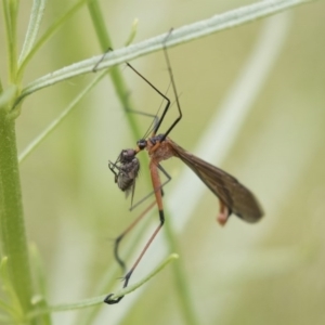 Harpobittacus australis at Hawker, ACT - 27 Oct 2020