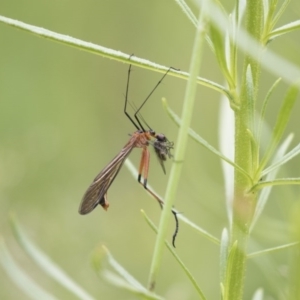 Harpobittacus australis at Hawker, ACT - 27 Oct 2020