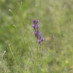 Linaria pelisseriana (Pelisser's Toadflax) at The Pinnacle - 27 Oct 2020 by AlisonMilton