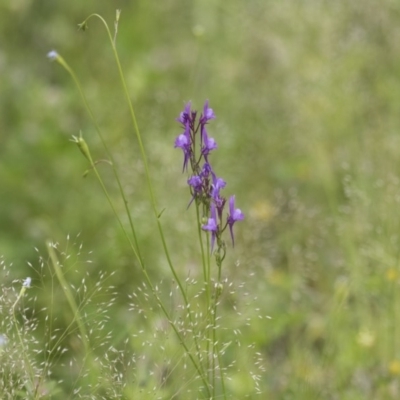 Linaria pelisseriana (Pelisser's Toadflax) at Hawker, ACT - 27 Oct 2020 by AlisonMilton