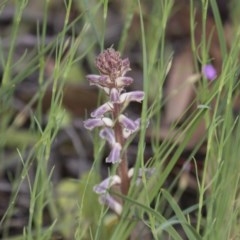 Orobanche minor (Broomrape) at Hawker, ACT - 27 Oct 2020 by AlisonMilton