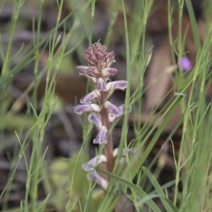 Orobanche minor at Hawker, ACT - 27 Oct 2020