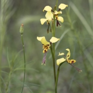 Diuris sulphurea at Hawker, ACT - 27 Oct 2020