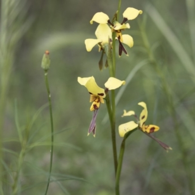 Diuris sulphurea (Tiger Orchid) at Hawker, ACT - 27 Oct 2020 by AlisonMilton