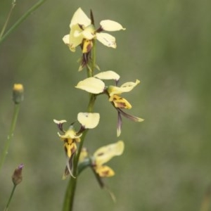 Diuris sulphurea at Hawker, ACT - 27 Oct 2020