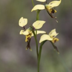 Diuris sulphurea at Hawker, ACT - 27 Oct 2020