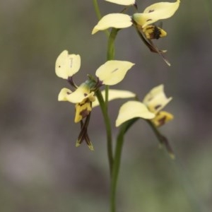 Diuris sulphurea at Hawker, ACT - 27 Oct 2020