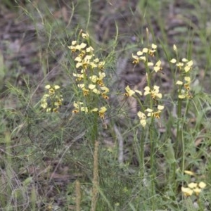 Diuris sulphurea at Hawker, ACT - 27 Oct 2020