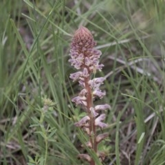 Orobanche minor (Broomrape) at The Pinnacle - 27 Oct 2020 by AlisonMilton