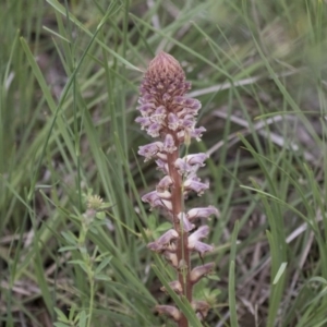 Orobanche minor at Hawker, ACT - 27 Oct 2020