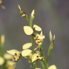 Diuris sulphurea (Tiger Orchid) at Holt, ACT - 26 Oct 2020 by AlisonMilton