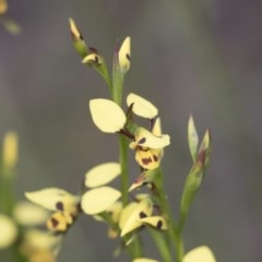 Diuris sulphurea (Tiger Orchid) at Holt, ACT - 27 Oct 2020 by AlisonMilton