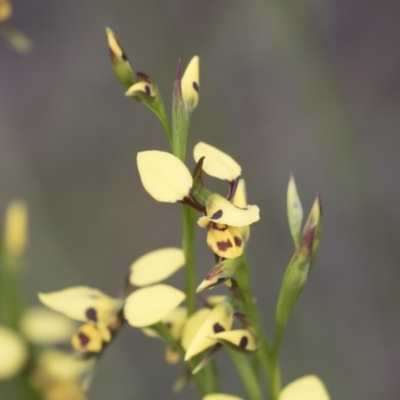 Diuris sulphurea (Tiger Orchid) at Holt, ACT - 27 Oct 2020 by AlisonMilton