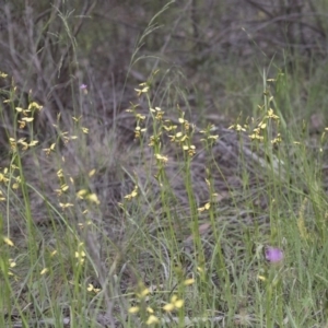 Diuris sulphurea at Holt, ACT - 27 Oct 2020