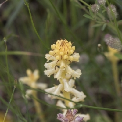 Orobanche minor (Broomrape) at The Pinnacle - 27 Oct 2020 by AlisonMilton