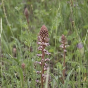 Orobanche minor at Hawker, ACT - 27 Oct 2020