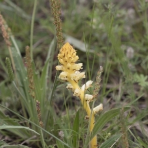 Orobanche minor at Hawker, ACT - 27 Oct 2020 11:17 AM
