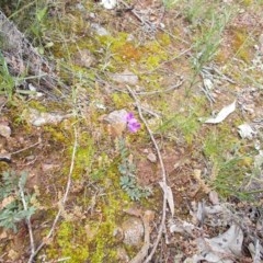 Swainsona sp. at Majura, ACT - 27 Oct 2020 by jamesjonklaas