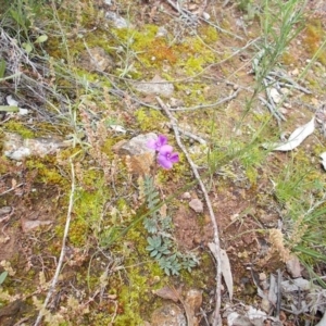 Swainsona sp. at Majura, ACT - 27 Oct 2020 01:46 PM