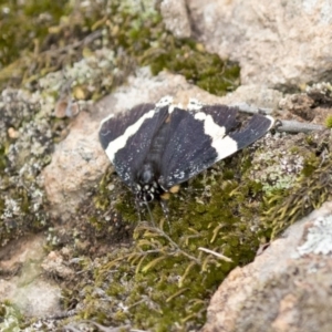 Eutrichopidia latinus at Hawker, ACT - 27 Oct 2020 12:08 PM