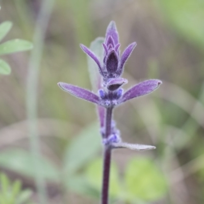 Ajuga australis (Austral Bugle) at The Pinnacle - 27 Oct 2020 by AlisonMilton