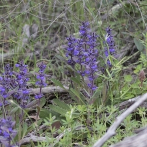 Ajuga australis at Hawker, ACT - 27 Oct 2020