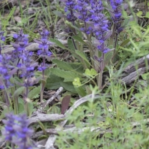 Ajuga australis at Hawker, ACT - 27 Oct 2020 11:33 AM