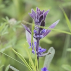 Ajuga australis at Hawker, ACT - 27 Oct 2020 11:33 AM