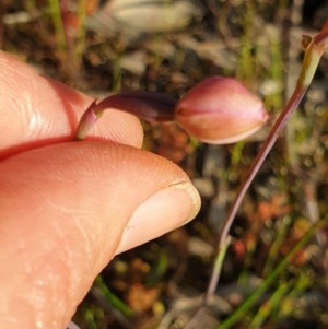 Thelymitra (Genus) at Monument Hill and Roper Street Corridor - suppressed
