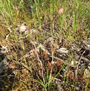Thelymitra (Genus) at Monument Hill and Roper Street Corridor - suppressed