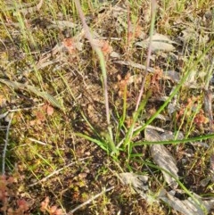 Thelymitra sp. at Monument Hill and Roper Street Corridor - 11 Oct 2020