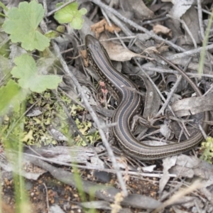 Ctenotus robustus at Hawker, ACT - 27 Oct 2020