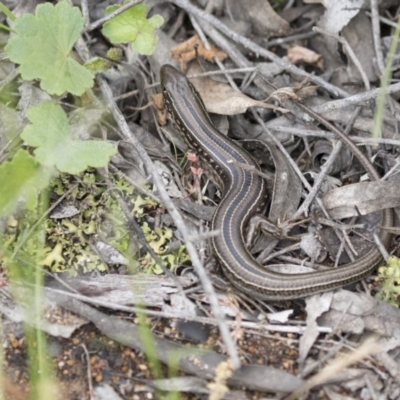 Ctenotus robustus (Robust Striped-skink) at The Pinnacle - 27 Oct 2020 by AlisonMilton