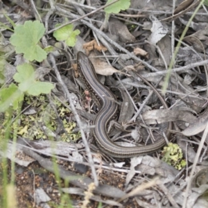 Ctenotus robustus at Hawker, ACT - 27 Oct 2020 12:20 PM