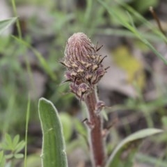 Orobanche minor (Broomrape) at Hawker, ACT - 17 Oct 2020 by AlisonMilton