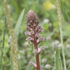 Orobanche minor at Hawker, ACT - 17 Oct 2020