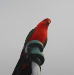 Alisterus scapularis (Australian King-Parrot) at Basin View, NSW - 27 Oct 2020 by Trishwildfire