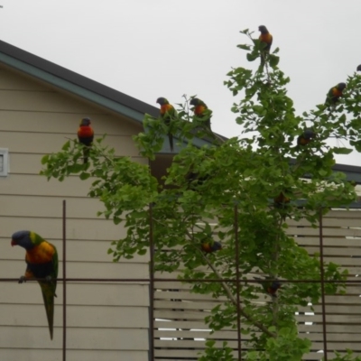 Trichoglossus moluccanus (Rainbow Lorikeet) at Basin View, NSW - 16 Oct 2020 by Trishwildfire