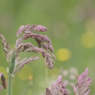 Holcus lanatus (Yorkshire Fog) at Hawker, ACT - 27 Oct 2020 by AlisonMilton