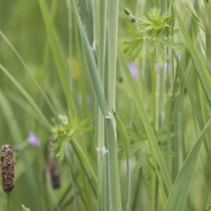 Holcus lanatus at Hawker, ACT - 27 Oct 2020