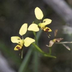 Diuris sulphurea (Tiger Orchid) at Hawker, ACT - 27 Oct 2020 by AlisonMilton