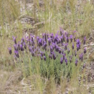 Lavandula stoechas at Hawker, ACT - 27 Oct 2020