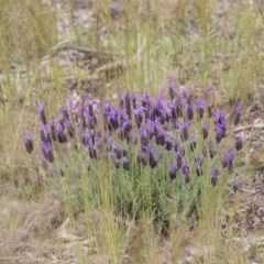Lavandula stoechas (Spanish Lavender or Topped Lavender) at Hawker, ACT - 27 Oct 2020 by AlisonMilton