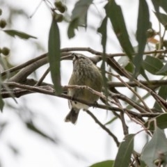 Acanthiza lineata (Striated Thornbill) at Hawker, ACT - 27 Oct 2020 by AlisonMilton