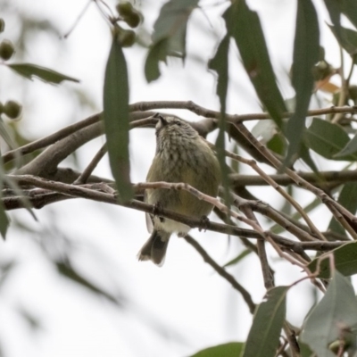 Acanthiza lineata (Striated Thornbill) at The Pinnacle - 27 Oct 2020 by Alison Milton
