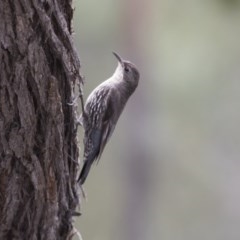 Cormobates leucophaea (White-throated Treecreeper) at The Pinnacle - 27 Oct 2020 by Alison Milton